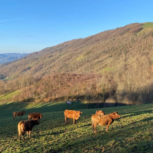 vacas Entorno Casa rural Berastegi